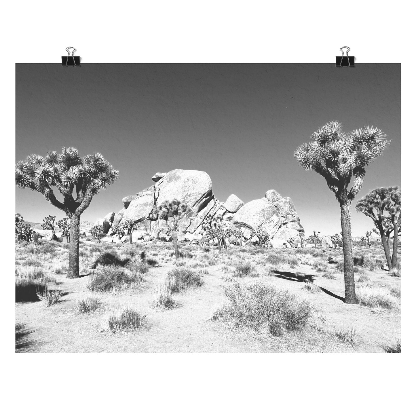 Joshua Tree Poster 18x24