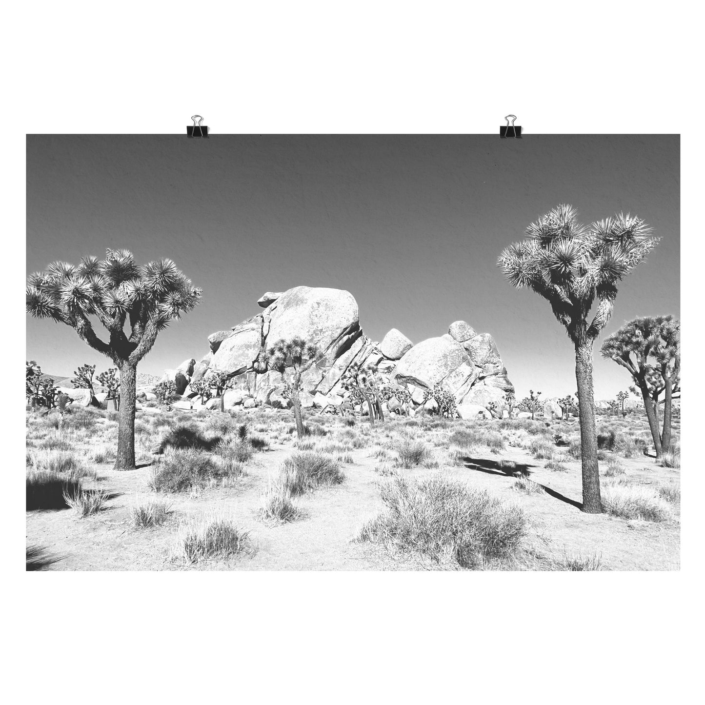 Joshua Tree Poster 24x36