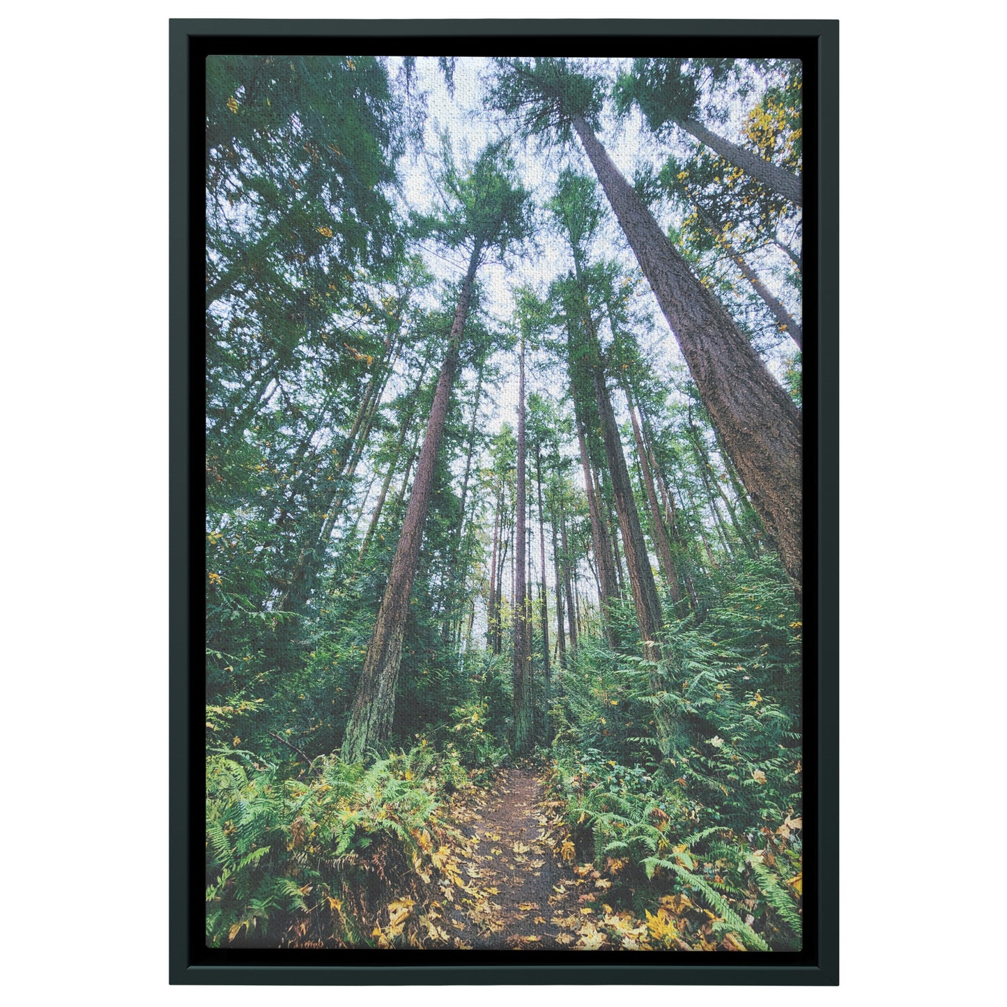 St. Edwards Trail Framed Canvas