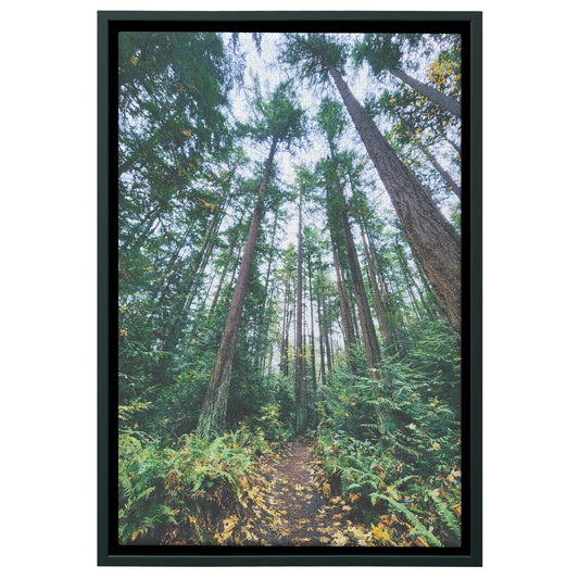 St. Edwards Trail Framed Canvas